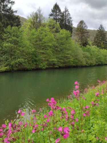 a river with pink flowers in front of it at Entre Meuse et forêt in Revin