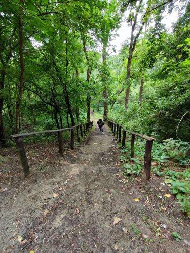 a dog walking down a path in the woods at Pintyőke Vendégház Tőserdő in Lakitelek