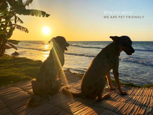 two dogs sitting on a table looking at the ocean at Deluxe Family Suite - In front of the sea in Moñitos