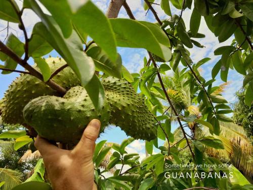 a person is holding a durian in a tree at Beach House with AC Surrounded by Nature in Moñitos