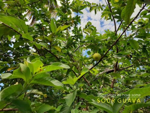 a tree with a green apple in it at Beach House with AC Surrounded by Nature in Moñitos