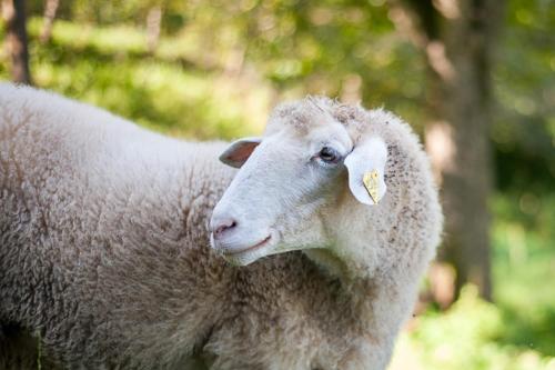 a white sheep with a tag in its ear at Farm Stay Kramer in Bistrica ob Sotli