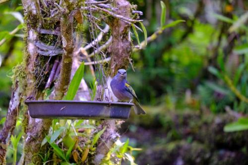a blue bird sitting on a bird feeder on a tree at Casa em penedo com cachoeira in Penedo