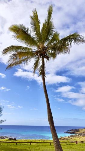 a palm tree on the beach near the ocean at Hotel Maea Hare Repa in Hanga Roa