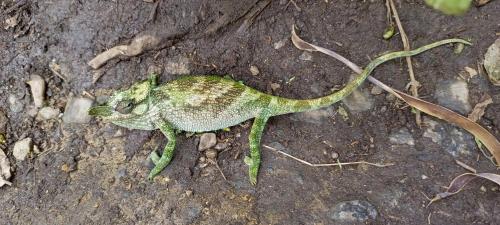 a green lizard walking on the ground at Lafrique guesthouse in Fort Portal