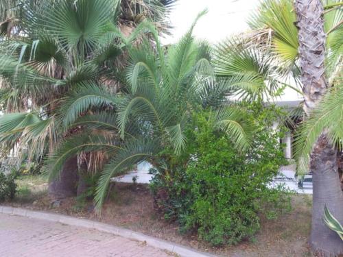 Φωτογραφία από το άλμπουμ του Appartement T3 avec terrasse en bord de mer σε Canale-di-Verde