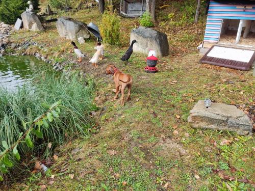 a group of animals standing next to a pond at SielskoAnielsko k. Karpacza in Łomnica