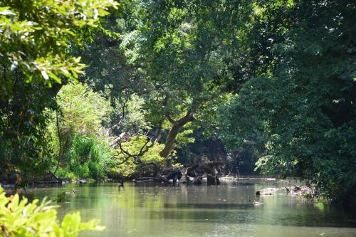 a river with trees and ducks in the water at Grand Okka Hotel in Buttala