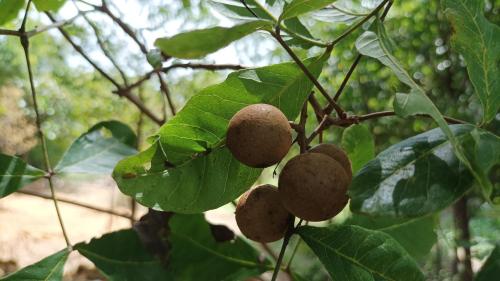 a bunch of nuts on a tree with leaves at Grand Okka Hotel in Buttala