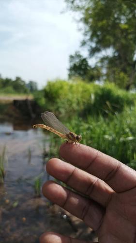 a person holding a small dragonfly on their hand at Grand Okka Hotel in Buttala