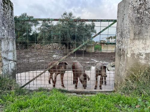 zwei Hunde, die hinter einem Zaun stehen in der Unterkunft Apartments BICO DE RODAS a Rural Luxury in Torrequemada