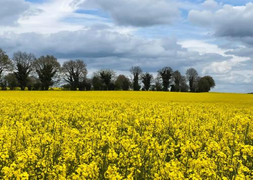 a yellow rapeseed field with trees in the background at Wisteria Gites in Saint-Denis-de-Gastines