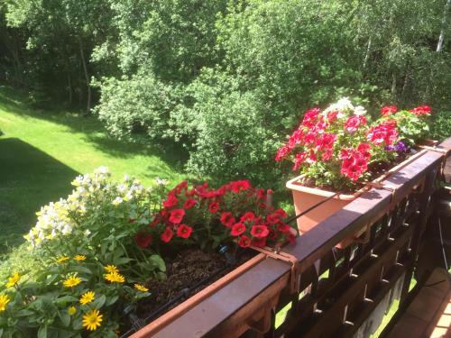 Κήπος έξω από το Ferienwohnung Kuckuck auf dem Sommerberg incl SchwarzwaldCard Plus - 2 Zimmer 50qm