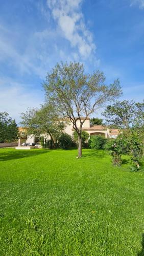 un árbol en un campo de hierba verde en Magnifique T2 au calme, en Les Angles