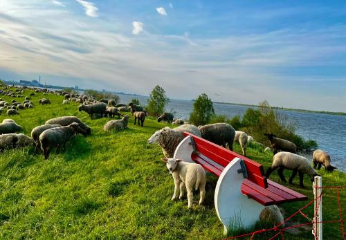 a herd of sheep grazing in a field next to the water at Muggelhuus das Ferienhaus im Alten Land / Pflaumenbaum in Twielenfleth