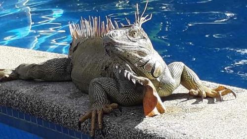 a iguana sitting on the edge of a swimming pool at La Casona Eco-Lodge Tortuguero in Tortuguero