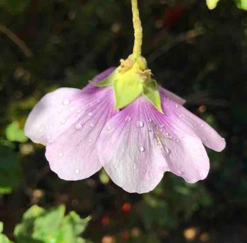 a purple flower with rain drops on it at Alyeska Loft - Apollo Bay studio loft apartment in Apollo Bay