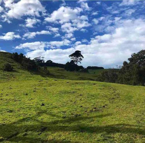 a green field with a tree on top of it at Alyeska Loft - Apollo Bay studio loft apartment in Apollo Bay