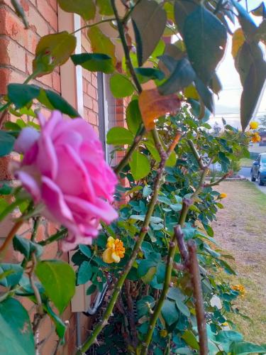 a pink rose on a plant next to a building at 4 Bedroom, 3 bath room home in Kingswood NSW, free WIFI Internet, free parking in Kingswood