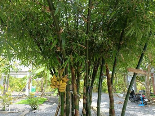 a bunch of bananas hanging from a tree at Homestay Mẹ Khang 2 in Cu Chi