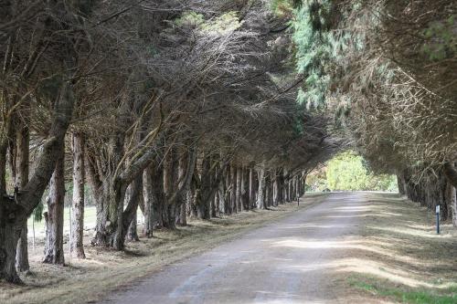 a road lined with trees on either side at Iona Park, Moss Vale in Moss Vale