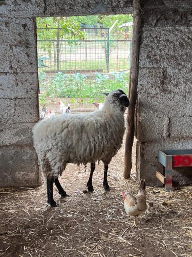 a sheep standing next to a chicken in a barn at Azienda agricola zootecnica Soriente di Guglielmo Areh Soriente & C.S.A.S in Roccapiemonte
