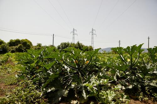 Κήπος έξω από το Il Vecchio Frantoio
