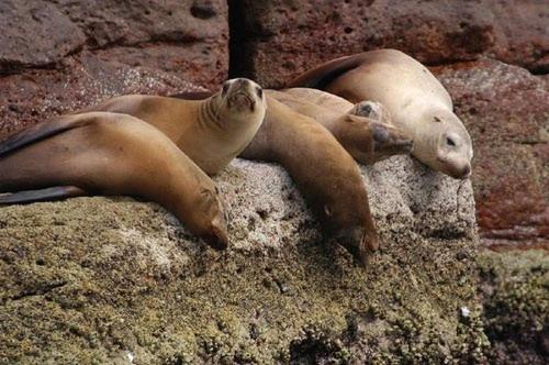 two seals laying on a rock in the ocean at El Nido - Paradise in Cabo Pulmo! villa in Cabo Pulmo