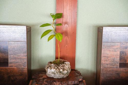 a plant in a pot on a table in a room at 奥明日香古民家一棟貸し宿 弥栄 Yasaka in Asuka