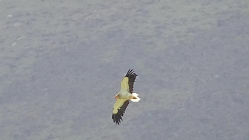 a bird flying in the sky at Pena plata in Sare