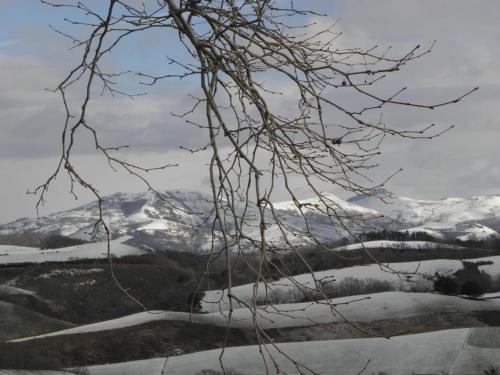a tree with snow covered mountains in the background at Pena plata in Sare