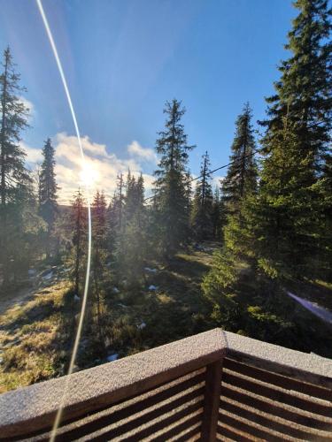 a view of a forest with the sun in the sky at Hietavilla Borealis in Ruka