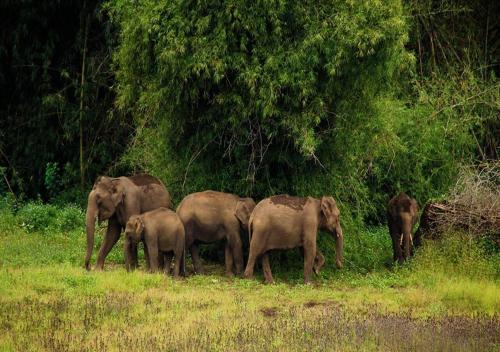 a herd of elephants standing in a field at Aiswarya - The Jungle Home in Wayanad