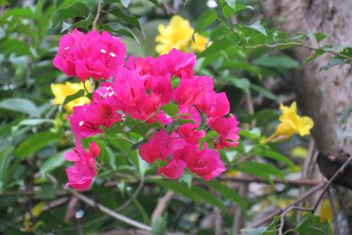 a bunch of pink flowers in front of a tree at Apartamento Karibu in Manuel Antonio