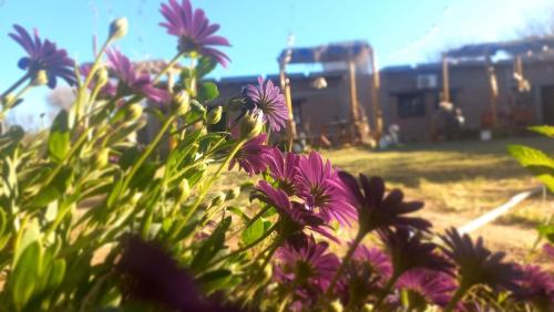 a group of purple flowers in front of a train at Hostal Sisabel in Tinogasta