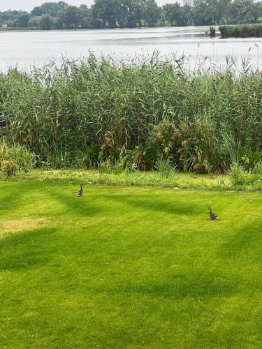 two birds walking in the grass near a body of water at VIP ШАЛЕ ТИША in Shirokaya Greblya