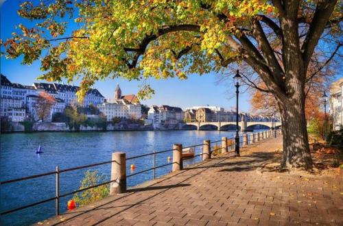 a tree on a sidewalk next to a river at Schweiz (304) in Basel