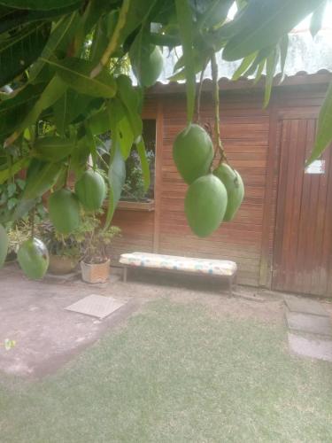a bunch of green fruit hanging from a tree at Pousada Recanto de Praia Seca in Araruama