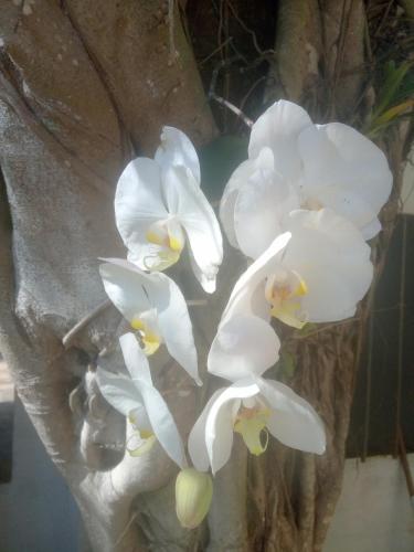 a group of white orchid flowers in a vase at Pousada Recanto de Praia Seca in Araruama