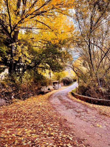 a dirt road with trees and leaves on it at Alojamiento Rural Los Hacheros in Tragacete