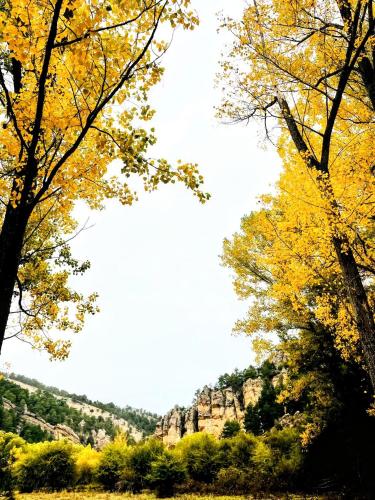 a group of trees with yellow leaves on them at Alojamiento Rural Los Hacheros in Tragacete