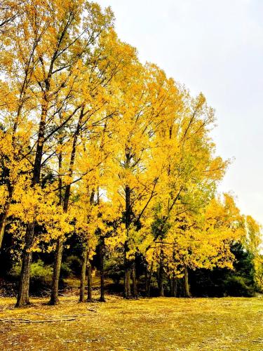 a group of trees with yellow leaves in a field at Alojamiento Rural Los Hacheros in Tragacete