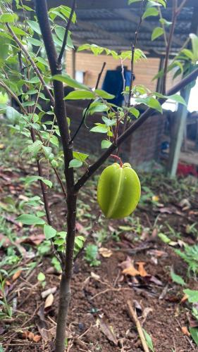a green apple hanging from a tree branch at Ponci’s Gate to Gaia Holistic Center in Bocas del Toro