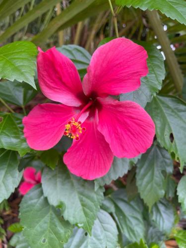a pink flower on a plant with green leaves at Ponci’s Gate to Gaia Holistic Center in Bocas del Toro