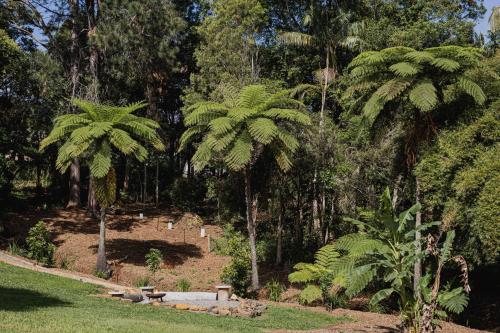 a garden with palm trees and a bench in a park at Pet and family friendly- with its own lake and 3 mins from town! in Maleny