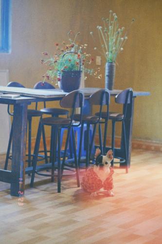 a stuffed dog sitting on the floor in front of a table at Maison de Hill Home in Dồng Văn