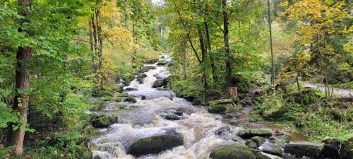 a stream of water with rocks in a forest at Ferienwohnung Bayerwaldblick in Jandelsbrunn