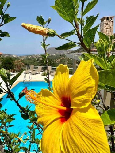 a yellow flower in front of a swimming pool at Mountain side oasis with view and pool in Vorós