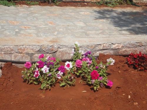 a bunch of flowers in a flower pot at Koukouri Suites in Areopolis