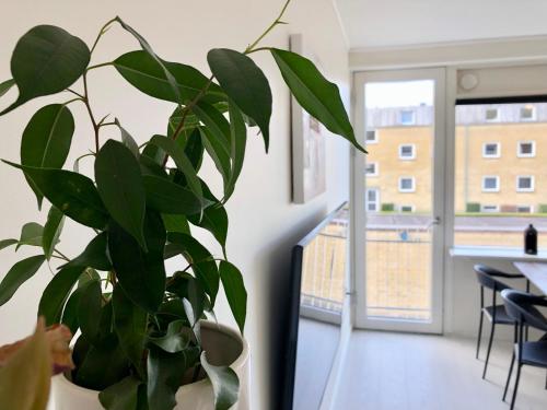 a green plant in a room with a window at Privat, skandinavisk og moderne lejlighed - med gratis parkering in Randers